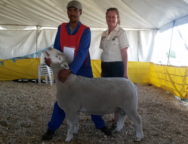 Standerton Skou 2014 - RC 13 028 Jnr Kampioen Ram asook Reserwe Groot Kampioen Ram 