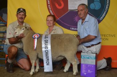 RC14 209 - Groot Kampioen ooi Royal en Standerton Skou 2019