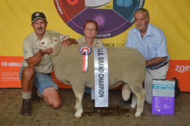 RC15 447 - Groot Kampioen Ram Royal en Standerton Skou 2019