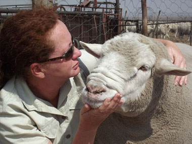 A model sheep enterprise on a modest farm