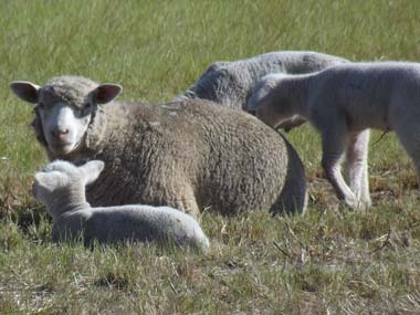 A breed of sheep that makes the sums tick